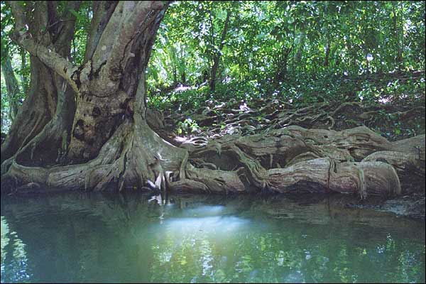 Dominica - Indian Creek