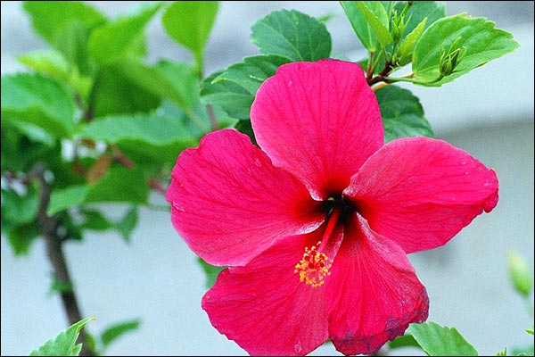 Antigua - kwiat