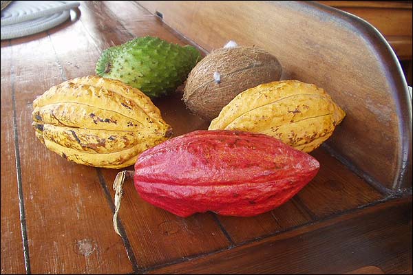 kakao, kokos i owoc drzewa chlebowego